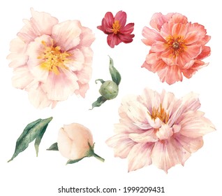 Hand painted floral elements set. Watercolor botanical illustration of peony, bellflower, rose flowers and leaves. Natural objects isolated on white background