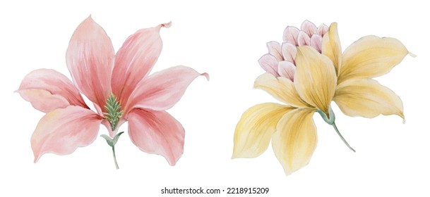 Hand painted floral elements set. Watercolor botanical illustration of eucalyptus, tulip, peony, rose,anemone flowers and leaves. Natural objects isolated on white background