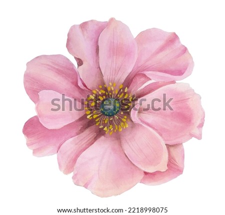 Hand painted floral elements set. Watercolor botanical illustration of eucalyptus, tulip, peony, rose,anemone flowers and leaves. Natural objects isolated on white background Сток-фото © 