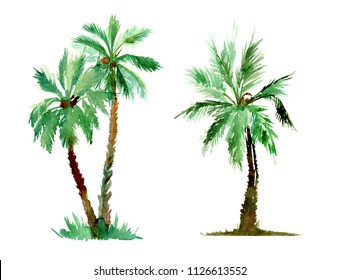 Hand painted palm tree. Real watercolor painting on a paper.