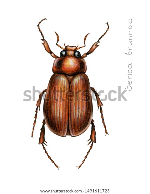 Hand Painted Tan Beetle Watercolor Illustration Stock Illustration