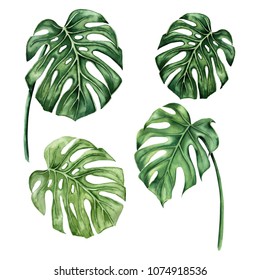 Hand Painted Watercolor Botanical Tropical Leaves Stock Illustration ...