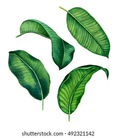 hand painted watercolor botanical tropical leaves isolated on a white background. banana palm leaf. Natural green elements, hand drawn illustration