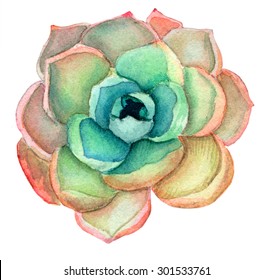 hand painted watercolor detailed succulent rose flower for cards and your design