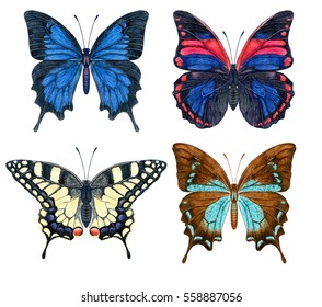 Hand Painted Watercolor Detailed Tropical Butterfly Stock Illustration ...