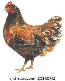 Hand painted watercolor Hen. Chicken painting. Perfect for barn décor, gift, farm life, kitchen design, dinnerware, cottage core and more! Rooster is isolated on a white background. 