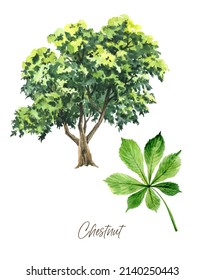 Hand Painted Watercolor Illustration Chestnut Tree And Leaf, Printable Wall Art