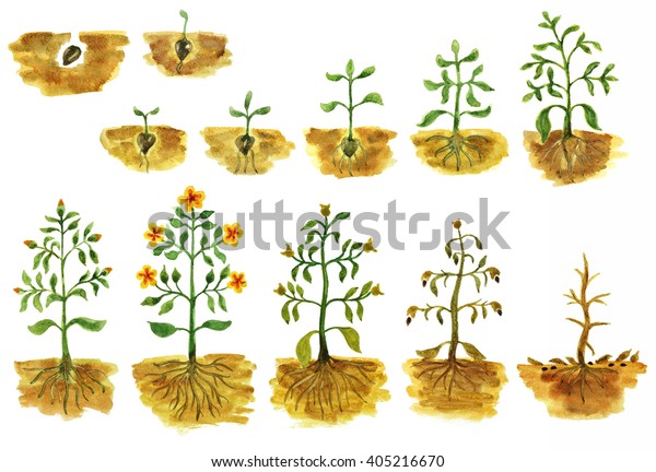 手描きの水彩画で 種子から花 しなびく植物の成長段階を示します 植物の成長過程 植物のライフサイクル 植物の進化の順序 のイラスト素材