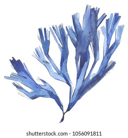 Hand painted watercolor illustration of seaweed. Algae sketch. Blue kelp.