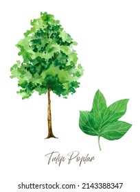Hand painted watercolor illustration Tulip Poplar tree and leaf, Printable wall art 