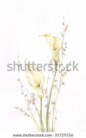 The hand painted watercolor of the kalla flowers with grass.