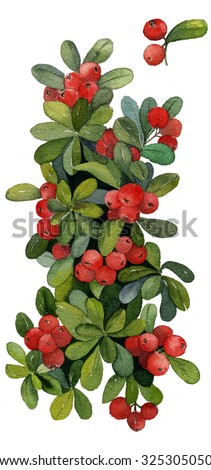 Hand painted watercolor lingonberry
