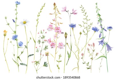 Hand painted watercolor meadow herbs and flowers collection. Floral border isolated on white background