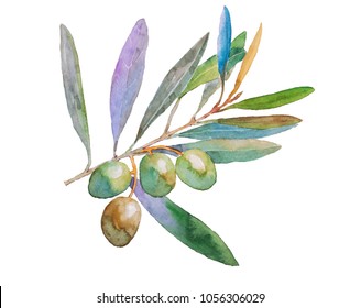 hand painted watercolor olive branch, isolated on white background