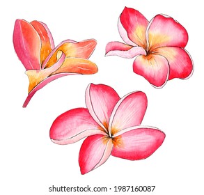 Hand painted watercolor plumeria flowers, frangipani flowers isolated on white background. - Powered by Shutterstock