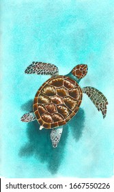Hand Painted Watercolor Sea Turtle Floating In The Sea