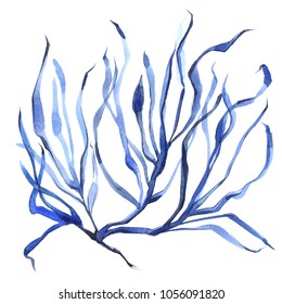 Hand Painted Watercolor Sketch Of Blue Seaweed