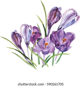 Botanical Watercolor Illustration Freesia On White Stock Illustration ...