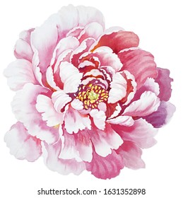 Hand Painting Of Watercolor Peony Flowers