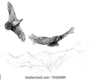 Hand Sketch Andean Condors