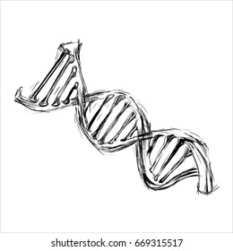 Hand Sketch The Structure Of DNA