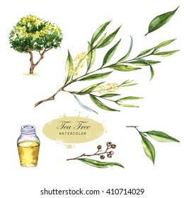 Hand-drawn Botanical Illustration Of The Tea Tree. Cosmetics And Medical Plant. Flowers, Leaves, Branches Drawings And Oil Bottle, Isolated On The White Background. Melaleuca Alternifolia