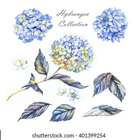 Hand-drawn illustration of the blue hydrangea flowers. Beautiful summer floral elements collection. Set of the separated flowers, leaves and petals, isolated on the white background