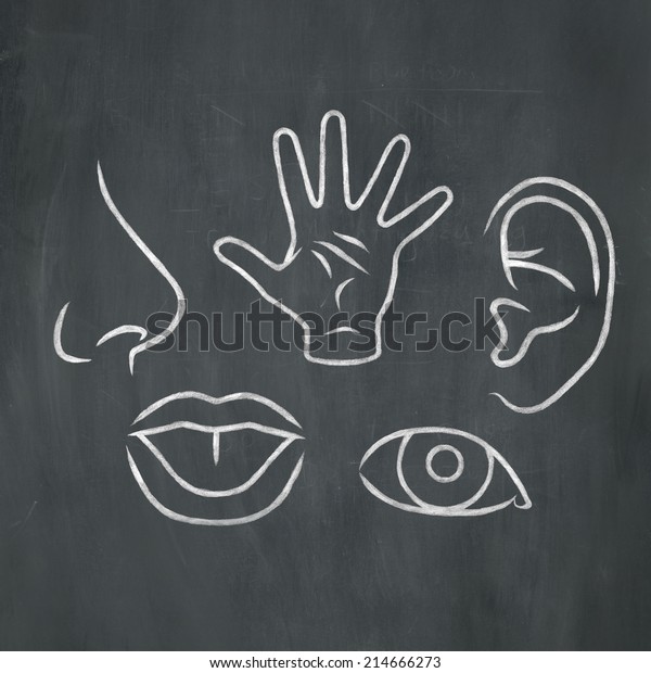 黒板の背景に白いチョークで五感の手描きのイラスト のイラスト素材