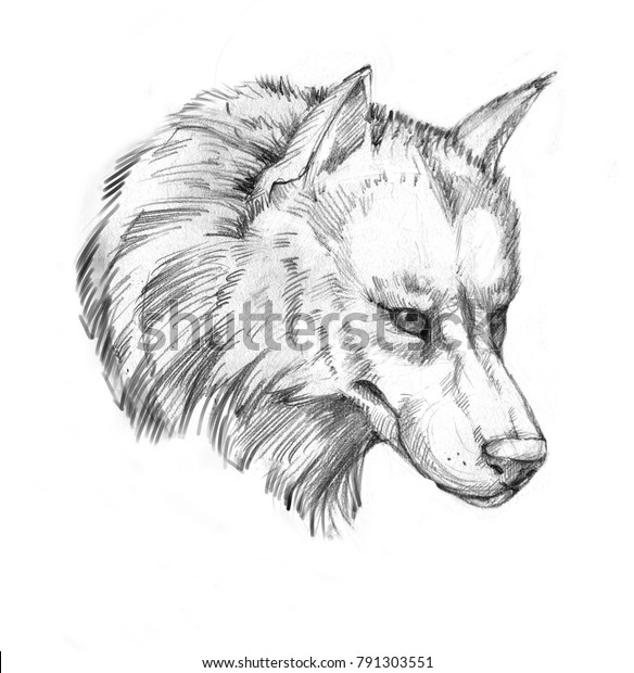 Wolves Drawings In Pencil