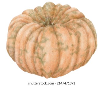 A hand-drawn pumpkin, pumpkin fairytale, in the manner of realism. Stylish vegetables isolated on a white background. Botanical illustration for design and product with autumn theme.