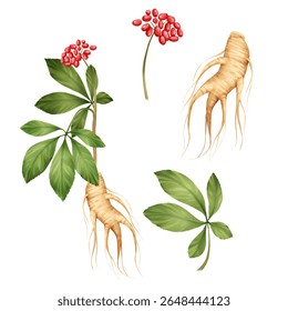 Hand-drawn set of ginseng elements, featuring red berries, green leaves, and beige roots