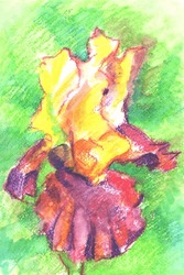 Hand-drawn Using Watercolor Pastels Illustration Of Purple-yellow Iris Flower On Green Background