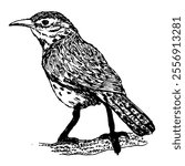 Hand-drawn vector black and white illustration, bird, JPG, Cactus Wren