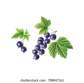 Hand-drawn watercolor blackcurrant. Can be used as a greeting card for background, birthday, mother's day and so on. Romantic background for web pages, wedding invitations, wallpaper.