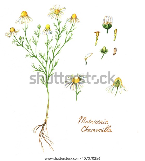 手描きの水彩植物のイラスト カモミールの植物 花 葉 根 白い背景にカモミールの絵 医療用ハーブイラスト 植物バリウム のイラスト素材