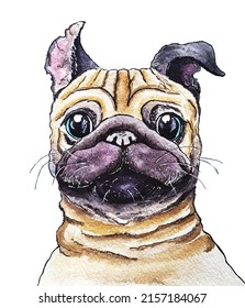 Hand-drawn watercolor. Dog, pug. Isolated on a white background.