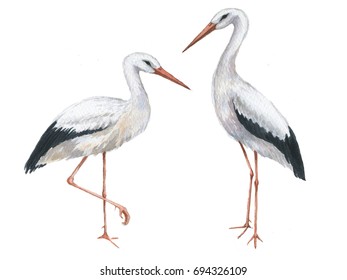 Hand-drawn watercolor drawing the couple of storks. Illustration of the bird isolated on the white background