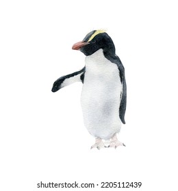 Hand-drawn Watercolor Erect-crested Penguin Illustration Isolated On White Background. Antarctic Animal Bird