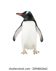 Hand-drawn Watercolor Gentoo Penguin Illustration Isolated On White Background. Antarctic Animal Bird	