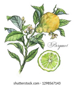 Hand-drawn Watercolor Illustration Of The Bergamot Plant. Botanical Drawing Isolated On The White Background