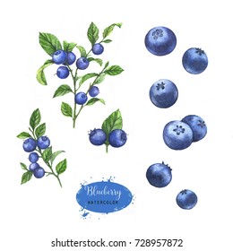 Hand-drawn Watercolor Illustration Of The Blueberry On The Branch. Food Drawing Isolated On The White Background.