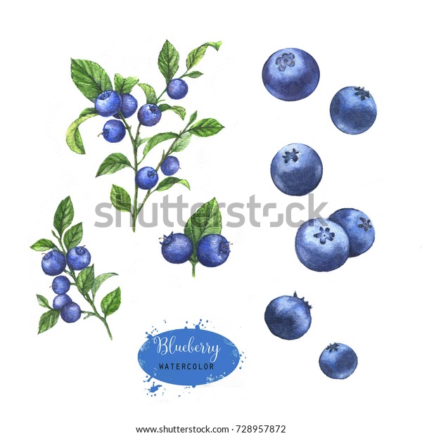 枝のブルーベリーの手描きの水彩イラスト 白い背景に食品の絵 のイラスト素材