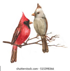 Hand-drawn watercolor illustration - a couple of the Northern Cardinals on the branch. Wild colorful bird drawing. Bird isolated illustration