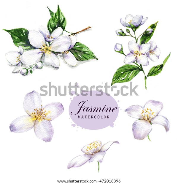 ジャスミンの手描きの水彩イラスト 白い背景に植物図 ジャスミン 花 葉 花 花 枝 のイラスト素材 472018396