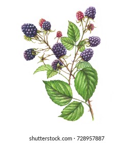 Hand-drawn Watercolor Illustration With Natural Motives: Blackberry Branches, Leaves And Berries. Drawing Decorative Branches With Wild Berries