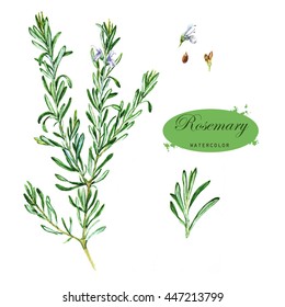 Hand-drawn Watercolor Illustration Of The Rosemary. Botanical Drawing Isolated On The White Background. Rosmarinus Officinalis