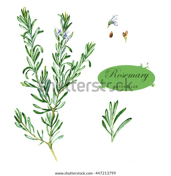 ローズマリーの手描きの水彩イラスト 白い背景に植物図 オオウムシ のイラスト素材