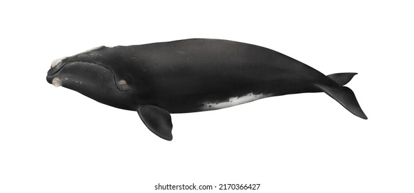 Hand-drawn Watercolor North Atlantic Right Whale Illustration Isolated On White Background. Underwater Ocean Creature. Marine Mammal. Baleen Whales Animals Collection