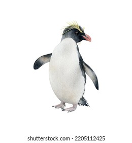 Hand-drawn Watercolor Northern Rockhopper Penguin Illustration Isolated On White Background. Antarctic Animal Bird	