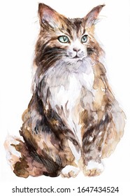 Hand  drawn watercolor   watercolor pencils cute fluffy cat illustration  Aqua green eyes  white   brown fur  striped paws  Great idea for postcard design!